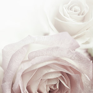Rose Madelaine