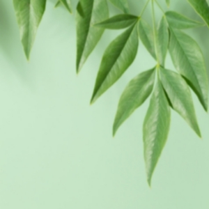 Verdant Escape