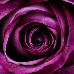 Rouge Oud